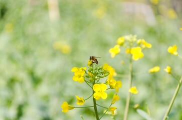 Canvas Print - Closeup of a bee collecting a nectar from a yellow flower on a blurry background