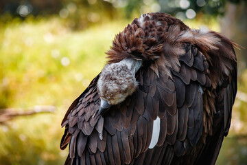 A big bird in the zoo. Photo of the vulture. animals in captivity.