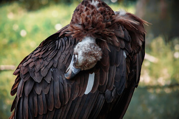 A big bird in the zoo. Photo of the vulture. animals in captivity.