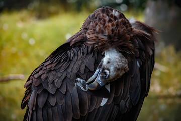 A big bird in the zoo. Photo of the vulture. animals in captivity.