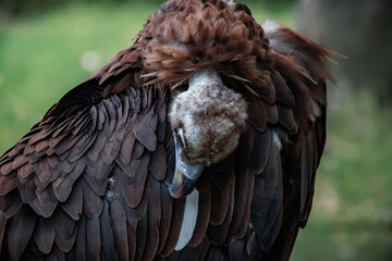 A big bird in the zoo. Photo of the vulture. animals in captivity.