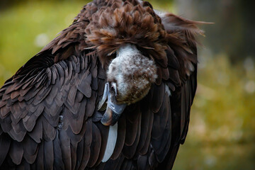 A big bird in the zoo. Photo of the vulture. animals in captivity.