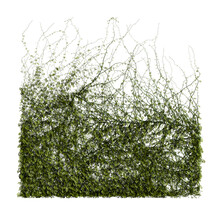 3d Illustration Of Wall Tree Isolated On Transparent Background