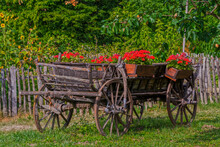 Peasant Cart With Flowers In A Botanical Garden
