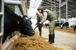 © pressmaster - Cowfarm worker with pitchfork spreading fodder for cows in feeder with forage while bending forwards in front of cowshed with cattle