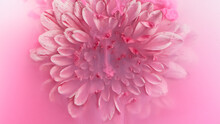 Beautiful Pink Chrysanthemum Flower With Flowing Liquid, Underwater, Close-up