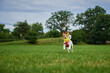 Cute active dog running at green grass, playing with toy ball. Active dog walking outdoors