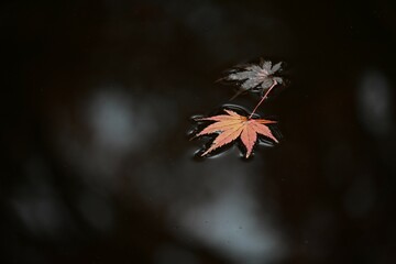 Sticker - Scenery of autumn leaves in Japan. Seasonal background material.