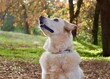 © Dog Paw Productions - Portrait of a Dog, man's best friend, Chow, Labrador Retriever Mix, Chow Lab, Chow Chow, Chabrador, Lab Chow