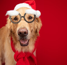Golden Retriever Wearing, Novelty Glasses, Santa Hat And Scarf
