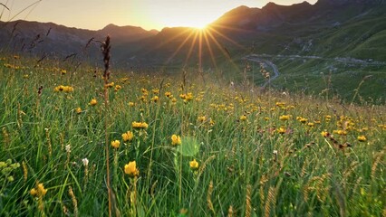 Aufkleber - Camera moving through yellow alpine flowers on meadow. Alps during sunset summertime. Bright orange beams of sun appearing from behind mountain and shining on yellow wild flowers and green grass in an
