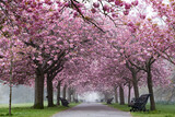 Fototapeta Las - Stunning Cherry Blossom in a park in London, uk