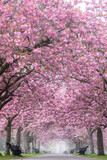 Fototapeta Przestrzenne - Stunning Cherry Blossom in a park in London, uk