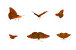 Beautiful butterfly collection isolated