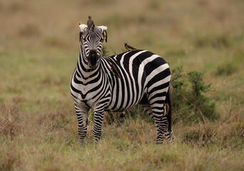 Poster - A Zebra in Kenya, Africa