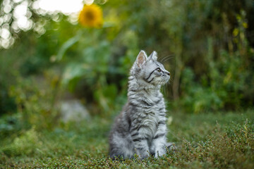 Wall Mural - Little gray scared kitten for the first time on the street.