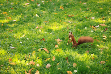 Canvas Print - Cute red squirrel with nut on green grass in park. Space for text