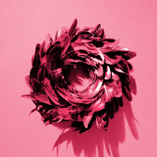 Viva Magenta Color Of The Year 2023. Top View On Vintage Red Feather Wreath On Pink Background. Monochromatic Toned Image. Dark Luxury Design. Reach, Bold Autumn Or Winter Color Shades.
