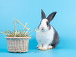 White and black rabbit eating Timothy hay in basket on blue background. Rabbits need to eat hay every day.