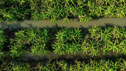 Wall Mural - Aerial view of Cultivation trees and plantation in outdoor nursery. Banana plantation in rural Thailand. Cultivation business. Natural landscape background.