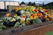 Bio Waste of Expired Vegetables in a huge container, Organic mix in a rubbish bin. Heap of Compost from vegetables or food for animals.