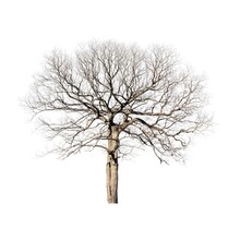 Dead Dry Tree And Isolated Background