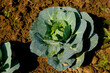 Soft focus of Big cabbage on the ground in the morning with mild sunshine in the garden.Head of green fresh cabbage.Organic vegetables.