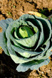 Soft focus of Big cabbage on the ground in the morning with mild sunshine in the garden.Head of green fresh cabbage.Organic vegetables.