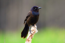 Bright Common Grackle Male Bird On The Reed In Summer.