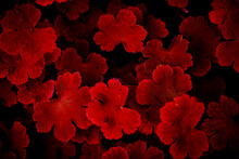 Red Plants Red Leaves Red Leaf Red Floral Background