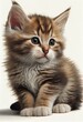  a kitten with a fluffy coat sitting down looking at the camera with a sad look on its face and eyes. Generative AI