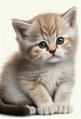  a small kitten with blue eyes sitting down looking at the camera with a sad look on its face and a white background. Generative AI