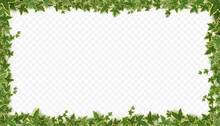 Frame Of Ivy Vines With Green Leaves. Garden Wall Decoration With Hanging Lianas. Banner Template With Borders Of Climbing Plants Isolated On Transparent Background, Vector Realistic Illustration