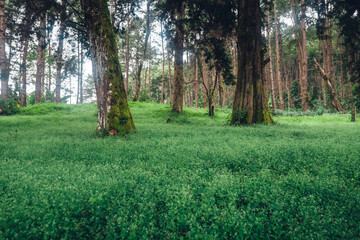 Wall Mural - Green grass and trees in the forest