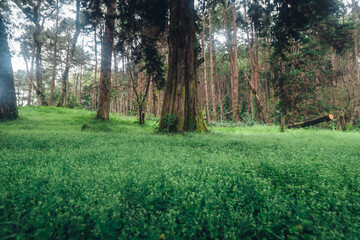 Wall Mural - Green grass and trees in the forest