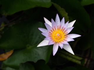 Wall Mural - Rainwater on The Purple-white Lotus Flower Blooming