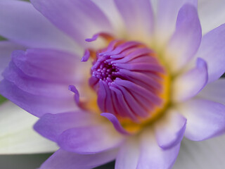 Wall Mural - Purple Pollens of White Lotus Blooming