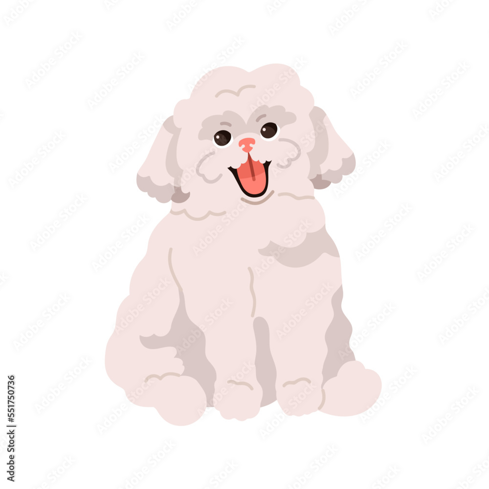 Cute small toy dog of Bichon frize breed. Happy fluffy puppy. Smiling adorable funny pup. Purebred little canine animal, lovely sweet doggy. Flat vector illustration isolated on white background