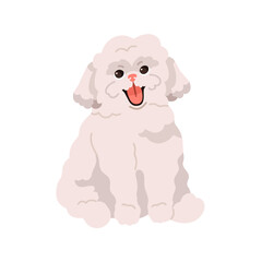 Wall Mural - Cute small toy dog of Bichon frize breed. Happy fluffy puppy. Smiling adorable funny pup. Purebred little canine animal, lovely sweet doggy. Flat vector illustration isolated on white background