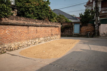 Wall Mural - Rice drying on the road