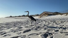 A Great Blue Heron Bird Walks Across A White Sandy Beach On A Beautiful Sunny Day