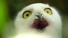 Snowy Harfang Owl (Bubo Scandiacus Or Nyctea Scandiaca) Giving Weird Look - Close Up