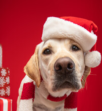 Portrait Of A Yellow Labrador Retriever Dressed In A Santa Hat