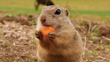 Ground Squirrel Eating Carrot On A Meadow With A Donkey In The Background.