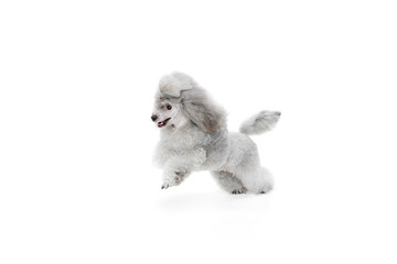 Portrait of cute purebred poodle posing, cheerfully running isolated over white studio background. Active lifestyle. Concept of domestic animals, care, vet