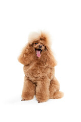 Wall Mural - Portrait of cute purebred poodle posing, smiling with tongue sticking out isolated over white studio background. Concept of domestic animals, care, vet