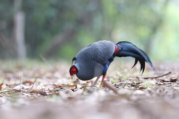 siamese fireback, diard's fireback is a wild chicken found in thailand , cambodia , laos and vietnam