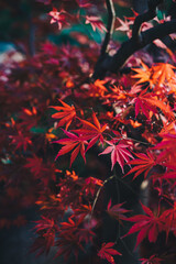 red leaves of acer japonicum on emerald green background.