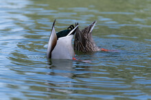 Pair Of Mallard Ducks Diving Under Water For Food