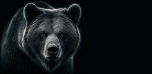 Front View Of Brown Bear Isolated On Black Background. Black And White Portrait Of Kamchatka Bear. Predator Series. Digital Art